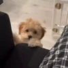 Perritos Cute ✺4🇻🇪Mov 26