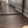 Perritos Cute ✺4🇻🇪Mov 27