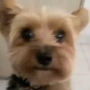 Perritos Cute ✺4🇻🇪Mov 28