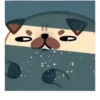 Perro💞Rellenito de amor🇵🇪Mo 25