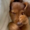 Perritos Cute ✺4🇻🇪Mov 29