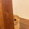 🌈🐈Reaccion Gatos Pal Chat🐈🌈 19