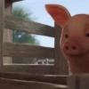 puerquito🐷🐖 23