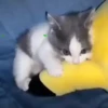 🌈🐈Reaccion Gatos Pal Chat🐈🌈 14