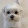 Perritos Cute ✺4🇻🇪Mov 30