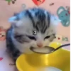 🌈🐈Reaccion Gatos Pal Chat🐈🌈 29