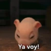 Ya voy!