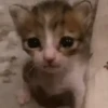 🌈🐈Reaccion Gatos Pal Chat🐈🌈 28