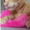 Gatitos pa tu Chat 4😹😻 13