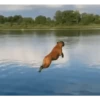 Animados Gifs Pets 16