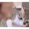 Animados Gifs Pets 6
