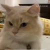 Kucing lucu cute 5