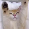 Gatinhos fofos 🐾💕🐾💕🐾💕 12