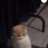 Animalito gracioso 12