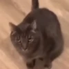 Kucing lucu cute 9