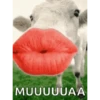 VACA Shitpost  6