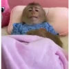 Macaconhildo 13