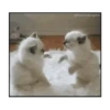 Michis peleándose 🐾🥊 9