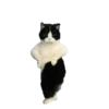 🐱🐈‍⬛🐈 Michis 🐈🐈‍⬛🐱 6