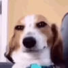 Gif de cachorros 🐶🤣 7
