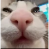 Gatos random parte x🫰😾 5
