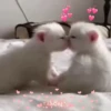 Gatinhos fofos 🐾💕🐾💕🐾💕 11