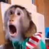 Monkey 9