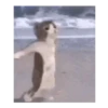 Michis peleándose 🐾🥊 8