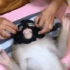 Macaconhildo 23