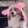 Gif de cachorros 🐶🤣 11