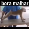 Macaquinhos reações  5
