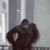 Macaquinhos reações  9
