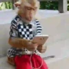 Macaconhildo 24