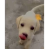 Sukritisdoggo 21