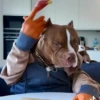 Perro chistoso random animado 6