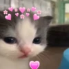 Gatinhos fofos 🐾💕🐾💕🐾💕 8