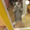 Animalito gracioso 10