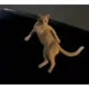 Gatos random parte x🫰😾 11