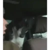 Animados Gifs Pets 19