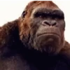 Macaquinhos reações  13