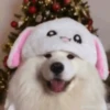 Sukritisdoggo 18