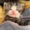 Gatinhos fofos 🐾💕🐾💕🐾💕 6