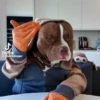 Perro chistoso random animado 9