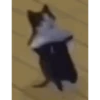 Gatinho dançando  8