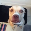 Gif de cachorros 🐶🤣 15