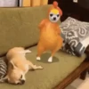 Cachorrinhos 5