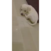 Sukritisdoggo 15