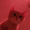 Gatinho dançando  13