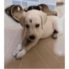Sukritisdoggo 22