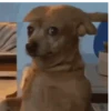 Gif cachorro 6